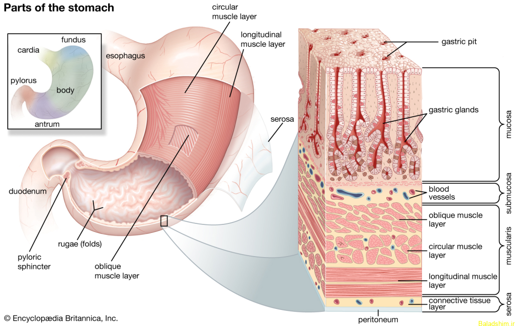 بخش‌ های اصلی آناتومی معده